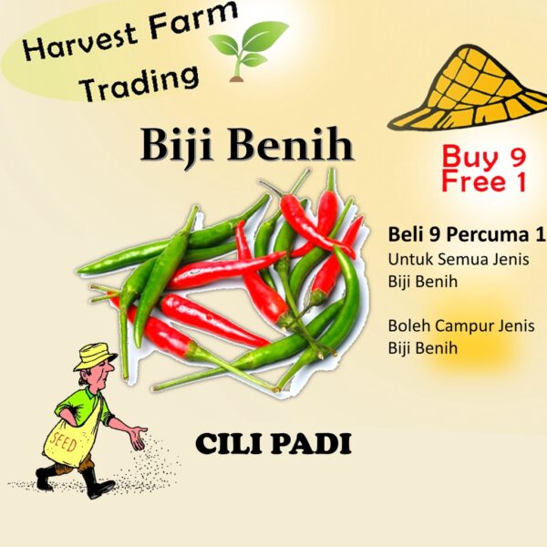 Biji Benih Cili Api 25 Biji Vegetable Seed Chili seeds 大小辣椒种子蔬菜種子 Plant padi kampung besar pedas kangkung pokok sayuran