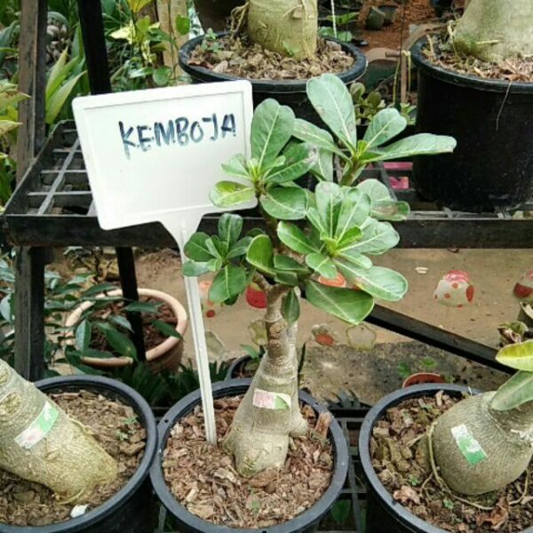 Adenium seed 1pcs Biji Benih Bunga kemboja benih live plant flower Taiwan seeds 沙漠玫瑰花种子富貴花種子 anak pokok bunga hidup rose - Image 6