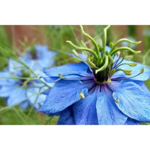 Biji Benih Bunga Nigella 40Pcs +- Bunga Daisy Dahlia zinnia bunga raya sunflower seeds rose 黑种草种子蔬菜花種子四季耐热 rose 太阳花向日葵玫瑰