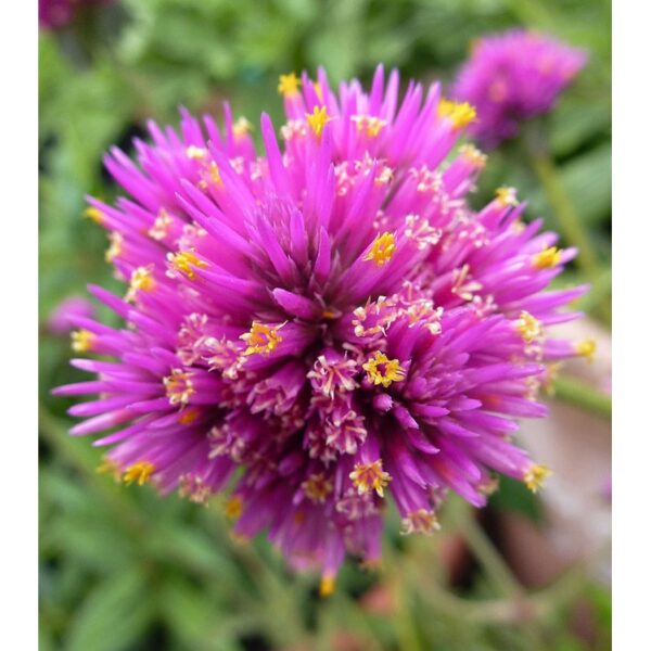 Biji Benih Bunga Butang 20Pcs+- Gomphrena globosa Globe amaranth Seeds Biji Benih 千日红 千日粉 千日紫 千日白 种子 daisy四季耐热花種子 rose - Image 7