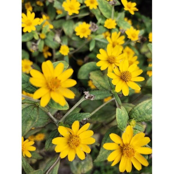 10Pcs Benih bunga Matahari Mini Sunflower seed 迷你向日葵种子 Benih Mini bunga matahari Sunflower seeds flower seed Drawf seed - 图片 3