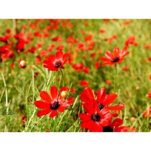 Biji Benih Adonis Annua 25Pcs+- Flowers seed sunflower seeds benih bunga matahari vegetable dahlia zinnia 福寿花种子 sayuran