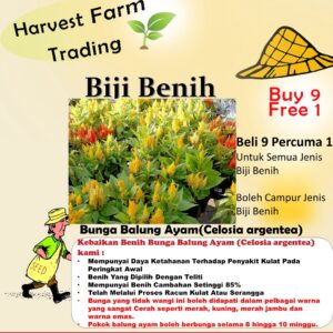 Mixed celosia argentea seeds 50Pcs+ 混色凤尾鸡冠花种子 四季耐热花种子 Cockscomb Biji Benih Bunga Balung Ayam for home gardening planting