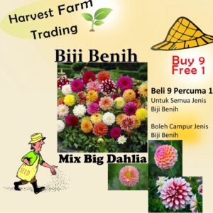 80Pcs +- Benih Bunga Dahlia Besar Mix Colours Flower/混色大丽花籽 Biji Benih Bunga Dahlia Flower seeds Dahlia 花种子 大丽花种子 seed