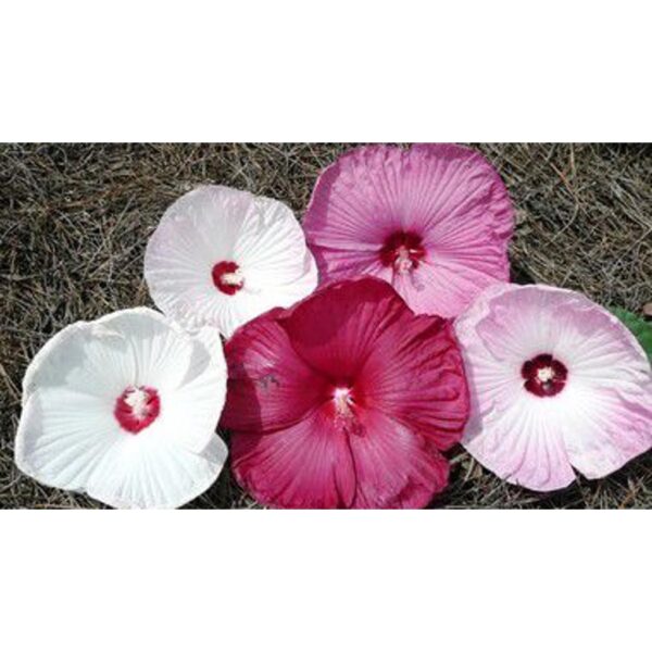 Swamp rose mallow seeds 15Pcs +- biji benih bunga raya besar 芙蓉葵大花秋葵种子 hibiscus moscheutos 四季耐热花種子 vegetable dahlia ros - Image 6