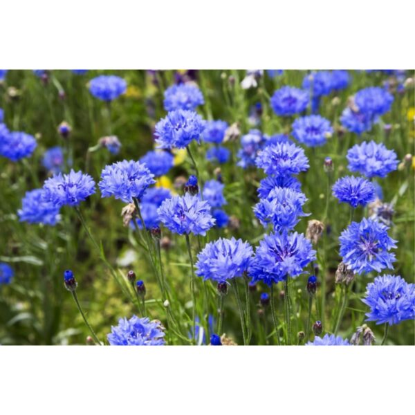 Baby Breath Flower Seeds 50Pcs +- Biji Benih Bunga Gypsophila 满天星花种子四季耐热花種子 sunflower dahlia zinnia dahlia bunga hiasan - Image 6