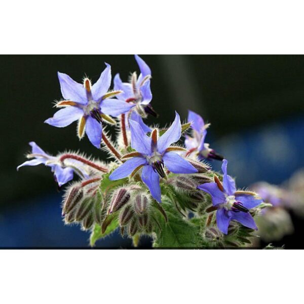 Biji Benih Bunga Borage 20Pcs+- flower seed sunflower seeds vegetable benih bunga raya matahari ros dahlia 琉璃苣种子花種子蔬菜四季 - Image 3