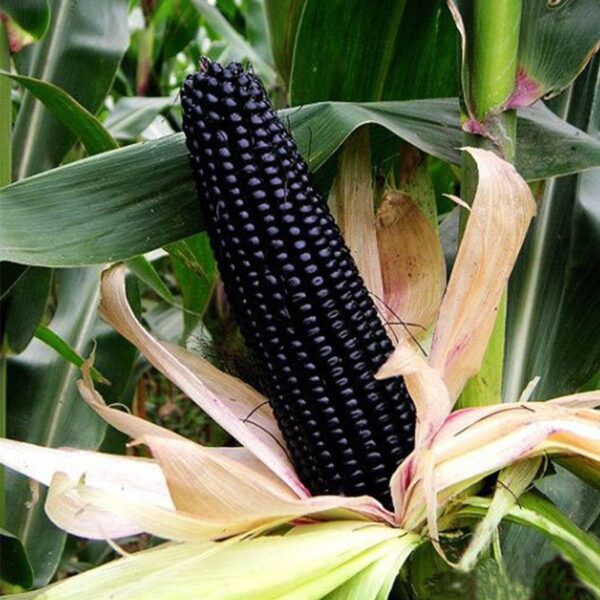 Biji Benih Jagung Hitam 14pcs 黑珍珠糯玉米Sweet Black Pearl Corn Rare Benih Jagung Manis Hitam BIJI BENIH JAGUNG PULUT HITAM - Image 3