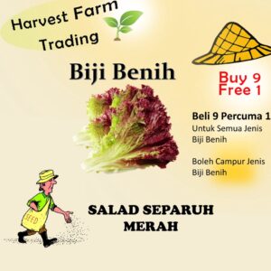 Biji Benih salad Separuh Merah  3000 Biji Vegetable Seed Green Red  Salad  沙拉种子  Family Seeds Salad  Plant Seed