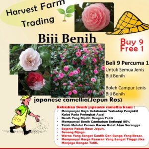 Biji Benih Bunga Ros jepun 2Pcs +- japanese camellia seeds rose seed bonsai flowers seed山 茶花种子四季耐热花種子 bonsai benih rose