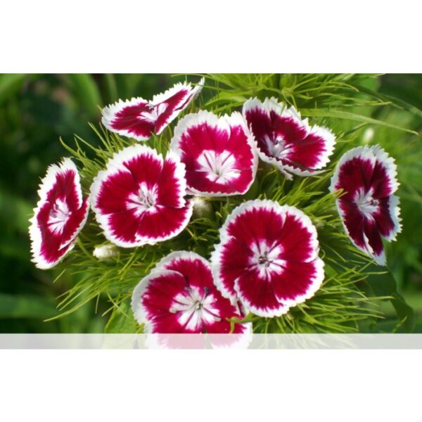 80Pcs Dianthus Barbatus Sweet William Mix Seeds benih Bunga Dianthus Berbola 须苞石竹种子 五彩石竹 Dianthus Carnation Flower seed - Image 5