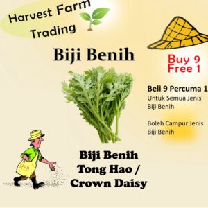 350Pcs +- Biji Benih Tong Hao/Small Leaf Crown Daisy Seed/小叶茼蒿菜种子/Chrysanthemum Coronarium Emperor Dish Seeds kekwa