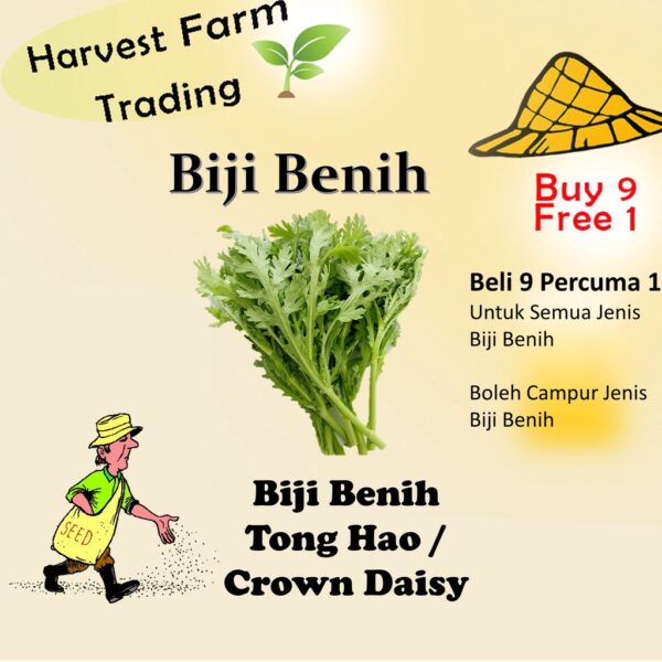 350Pcs +- Biji Benih Tong Hao/Small Leaf Crown Daisy Seed/小叶茼蒿菜种子/Chrysanthemum Coronarium Emperor Dish Seeds kekwa