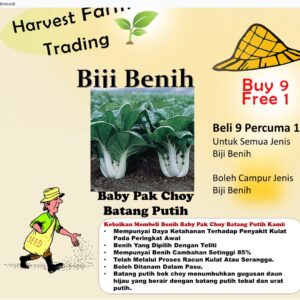 Biji BENIH SAWI FAN PAK CHOY renek 150Pcs+- vegetables seeds sawi pak choy batang putih 小白菜种子種子蔬菜种子四季耐热 sayur sayuran