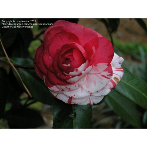 Biji Benih Bunga Ros jepun 2Pcs +- japanese camellia seeds rose seed bonsai flowers seed山 茶花种子四季耐热花種子 bonsai benih rose - Image 6