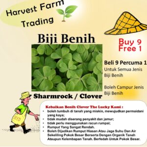 Benih Sharmrock 50pcs Clover seed 三叶草种子 benih semanggi Benih Rumput grass seed  clover seeds sharmrock lucky kangkung