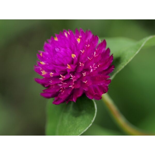 Biji Benih Bunga Butang 20Pcs+- Gomphrena globosa Globe amaranth Seeds Biji Benih 千日红 千日粉 千日紫 千日白 种子 daisy四季耐热花種子 rose - Image 4