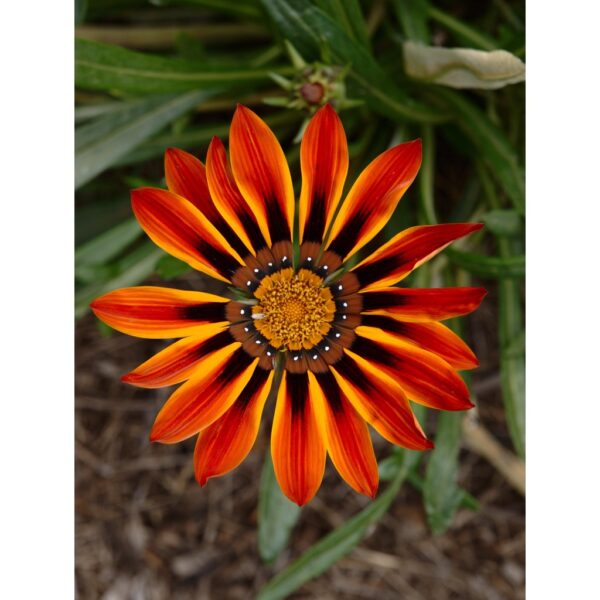 Biji Benih Gazania Rigens 150pcs+ 百花仙子勋章花种子 Flower Seeds Chrysanthemum seed anak pokok bunga dahlia zinnia kangkung rose - Image 3