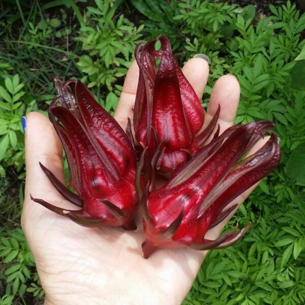 Biji benih roselle seeds 20Pcs ribena bancuh air 洛神花种子四季耐热蔬菜种子 roselle morocco rozel seed benih sayur sayuran vegetables - Image 4