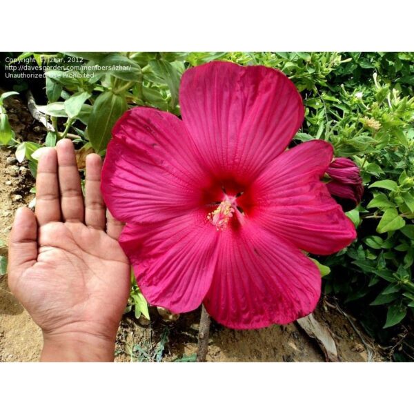 Swamp rose mallow seeds 15Pcs +- biji benih bunga raya besar 芙蓉葵大花秋葵种子 hibiscus moscheutos 四季耐热花種子 vegetable dahlia ros - Image 3