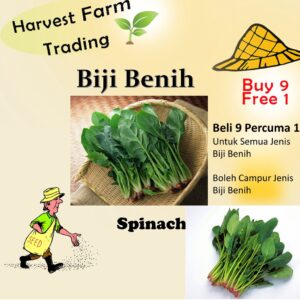 300Pcs +- Benih Spinach / 菠菜种子 Spinach seed vegetable seed benih sayur sayuran benih sayur Seeds Vegetables Seeds