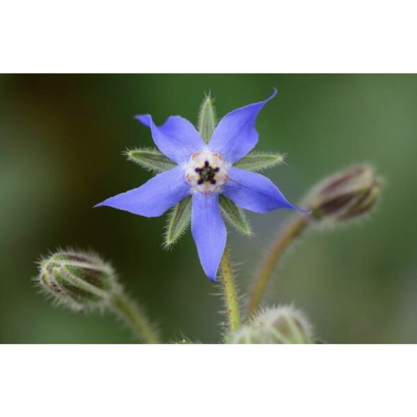 Biji Benih Bunga Borage 20Pcs+- flower seed sunflower seeds vegetable benih bunga raya matahari ros dahlia 琉璃苣种子花種子蔬菜四季 - Image 8