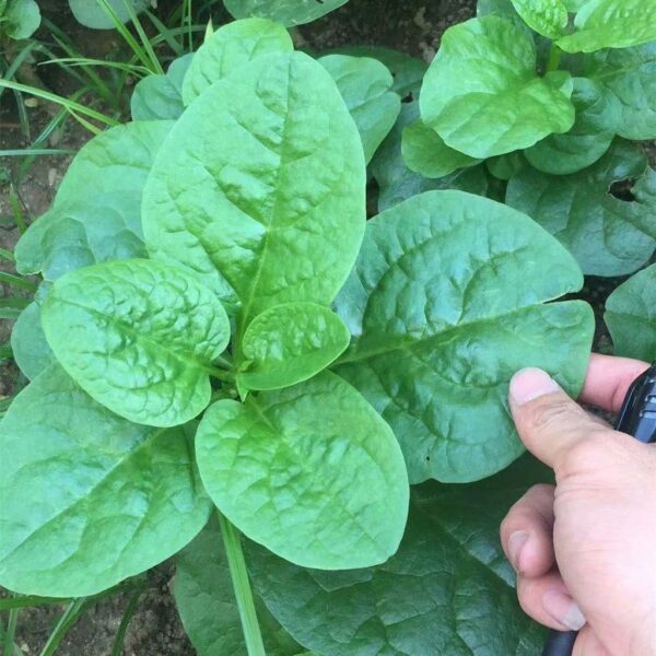 Biji Benih Remayang Bayam Brazil 50 Pcs -+ 马拉巴尔菠菜種子蔬菜种子 Biji Benih Bayam Malabar  Brazil sayur sayuran Keratan vegetable - Image 4