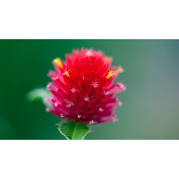 Biji Benih Bunga Butang 20Pcs+- Gomphrena globosa Globe amaranth Seeds Biji Benih 千日红 千日粉 千日紫 千日白 种子 daisy四季耐热花種子 rose - Image 3