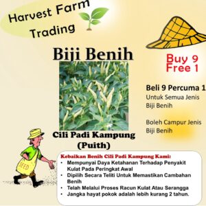 15Pcs Biji Benih Cili Padi kampung Putih Benih Cili Padi Putih Benih Cili Padi Kampung 白小辣椒穜子 White Chilli Seeds 蔬菜种子四季
