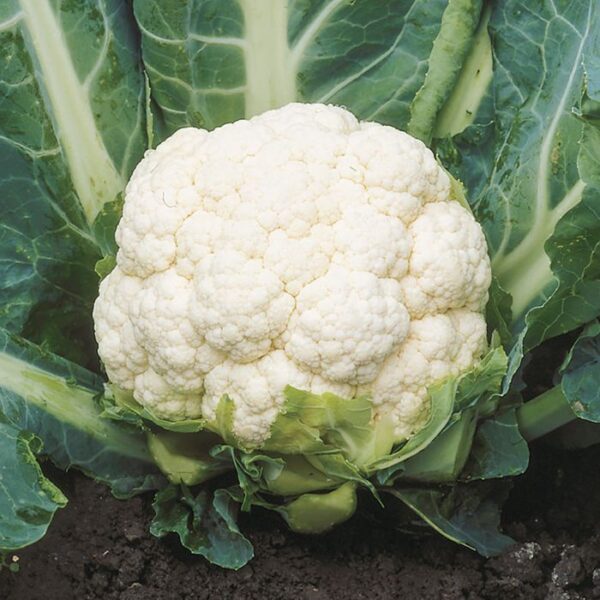 BIJI BENIH BROKOLI putih SEED 50Pcs- BROCOLI Benih SAYUR Bunga Kubis SAYURAN BUAH VEGETABLE white cauliflower BROCCOLI - Image 5