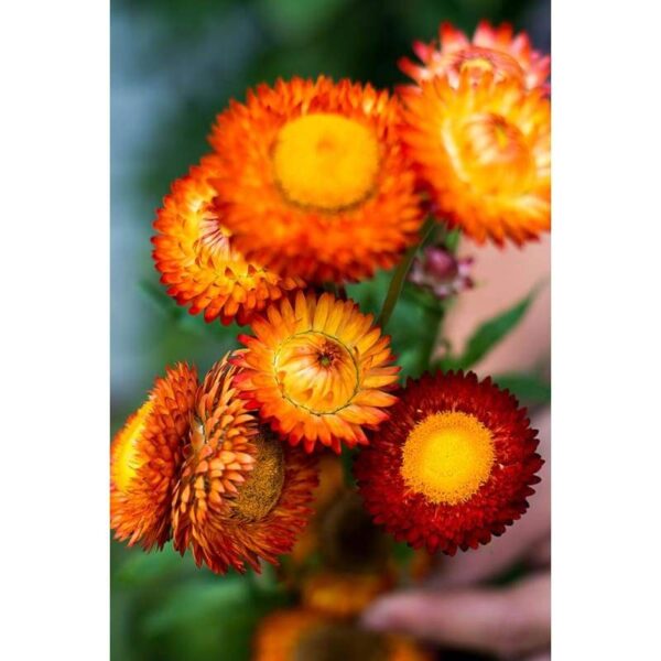 Biji Benih Strawflower Mixed 25Pcs +- Benih Bunga hiasan 麦秆菊蜡菊种子四季耐热花種子 sunflower seeds dahlia seed zinnia matahari rose - Image 4