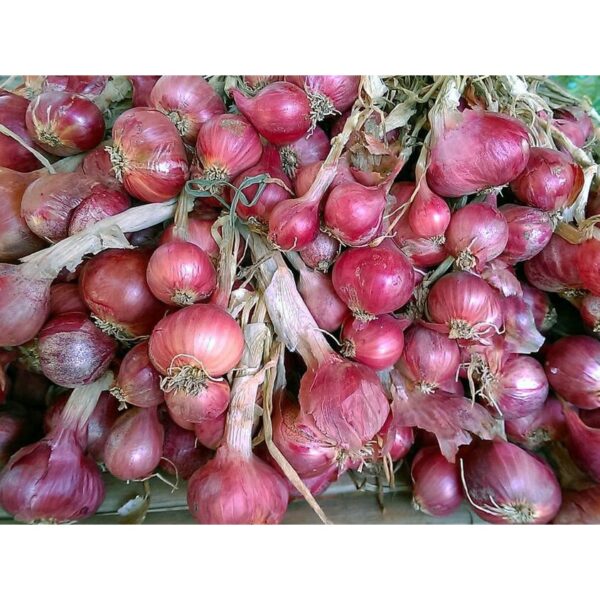 Biji Benih Bawang merah Besar 50 Pcs Benih Sayur sayuran seed 四季植物蔬菜洋葱种子  red big red onion seeds bunga thai baja pokok - 图片 4