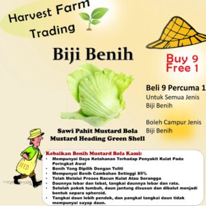 Biji Benih Sawi Pahit Mustard Heading 150 Pcs Mustard Heading Green Shell seed 包心芥菜种子 benih sayur sayuran vegetables