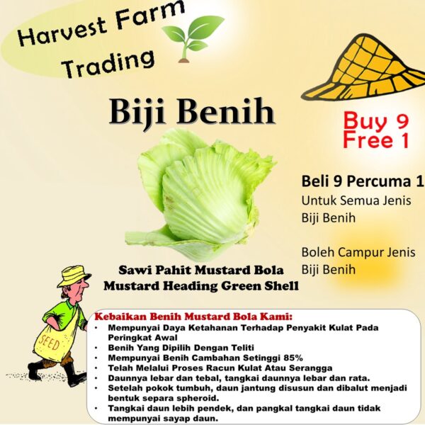 Biji Benih Sawi Pahit Mustard Heading 150 Pcs Mustard Heading Green Shell seed 包心芥菜种子 benih sayur sayuran vegetables