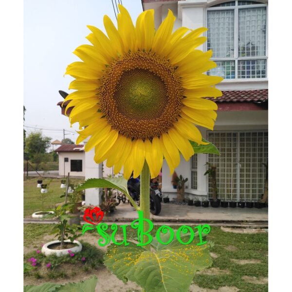 Baja tahi ayam proses 1KG Baja subur pokok bunga buah tumbuhan organik taik tinja 雞糞肥 有机天然肥料蔬菜花 organic fertilizer plant - Image 9