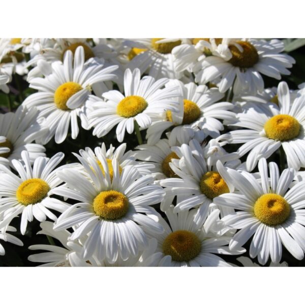 250Pcs +- Leucanthemum maximum 大滨菊种子 fresh flower seed Biji Benih Bunga chrysanthemum Shasta daisy seed flower seeds - 图片 6