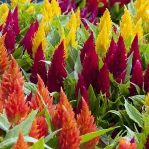 Mixed celosia argentea seeds 50Pcs+ 混色凤尾鸡冠花种子 四季耐热花种子 Cockscomb Biji Benih Bunga Balung Ayam for home gardening planting