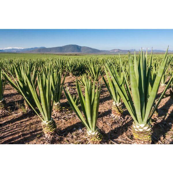Biji Benih Sisal 20Pcs +- Sisal Seeds vegetables seed fruit seed plant benih sayur sayuran benih pelbagai 剑麻种子蔬菜種子bunga - Image 4