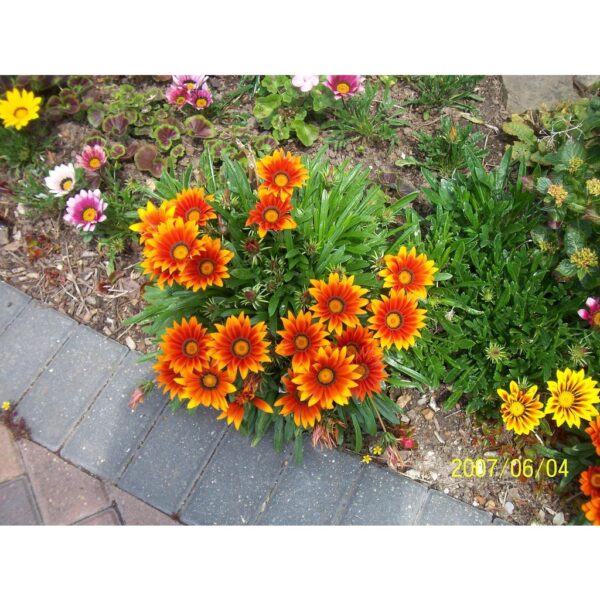 Biji Benih Gazania Rigens 150pcs+ 百花仙子勋章花种子 Flower Seeds Chrysanthemum seed anak pokok bunga dahlia zinnia kangkung rose - Image 5