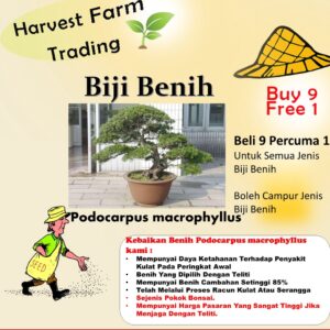 Biji Benih pokok bonsai hiasan Podocarpus macrophyllus Seeds 2 Pcs +-bunga garden benih bunga hiasan 四季耐热花種子罗汉松种子flower