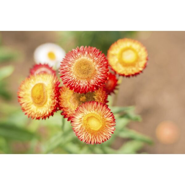 Biji Benih Strawflower Mixed 25Pcs +- Benih Bunga hiasan 麦秆菊蜡菊种子四季耐热花種子 sunflower seeds dahlia seed zinnia matahari rose - Image 8