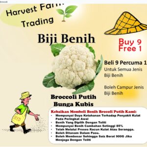 BIJI BENIH BROKOLI putih SEED 50Pcs- BROCOLI Benih SAYUR Bunga Kubis SAYURAN BUAH VEGETABLE white cauliflower BROCCOLI