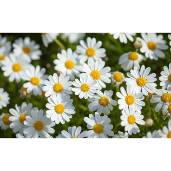 Biji Benih Bunga Daisy Marguerite 30Pcs+- Daisy Seed flower seeds sunflower dahlia zinnia matahari 茼蒿菊种子四季耐热玫瑰蔬菜花種子 ros - 图片 6