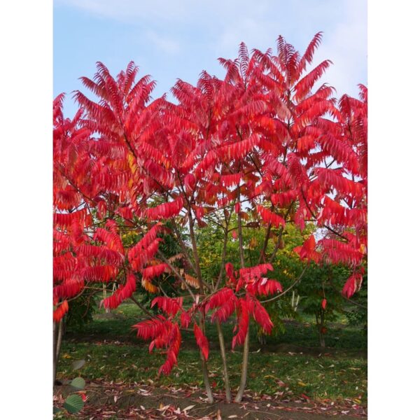 Rhus Typhina seeds 15pcs +- Biji Benih buah buahan sayur sayuran Sumac seed 火炬漆树种子四季耐热花種子 vegetable fruit plant tree ros - Image 5