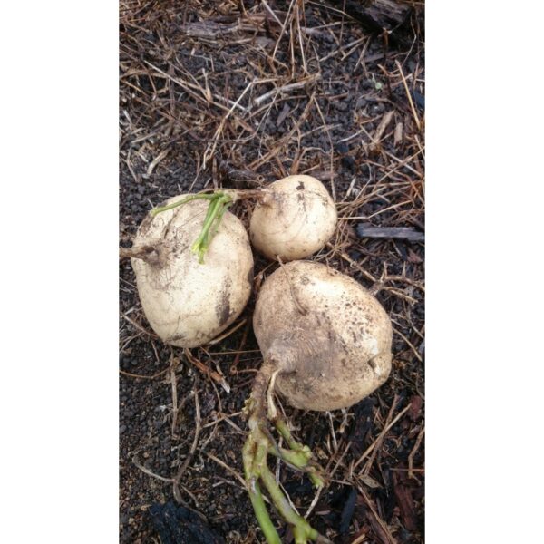 BIJI BENIH UBI SENGKUANG cina 10pcs SAYUR-SAYURAN DAN BUAH-BUAHAN SEED SEEDS VEGETABLEs FRUIT turnip seed  四季种子耐热植物蔬菜种子 - Image 5
