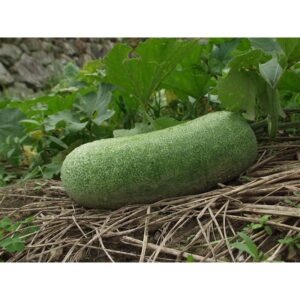 Biji Benih Kundur Bulu 10Pcs Biji Benih Kundur Bulu vegetables seed 蔬菜種子四季耐热 seeds kundur panjang winter melon bulat