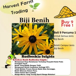 Biji Benih Rudbeckia fulgida 30Pcs Anak Pokok bunga Sayur sayuran daisy kangkung flower vegetable seeds