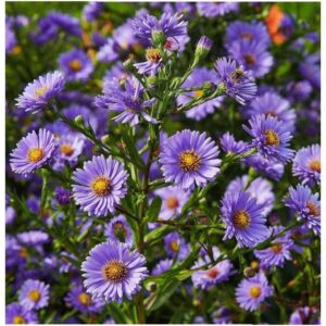 Biji Benih aster tatarian bunga aster anak pokok flower seed vegetable seeds aster seed sunflower dahlia zinnia