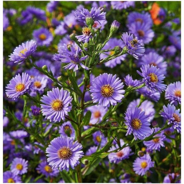 Biji Benih aster tatarian bunga aster anak pokok flower seed vegetable seeds aster seed sunflower dahlia zinnia - Image 2