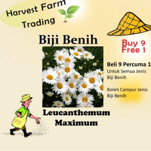 250Pcs +- Leucanthemum maximum 大滨菊种子 fresh flower seed Biji Benih Bunga chrysanthemum Shasta daisy seed flower seeds